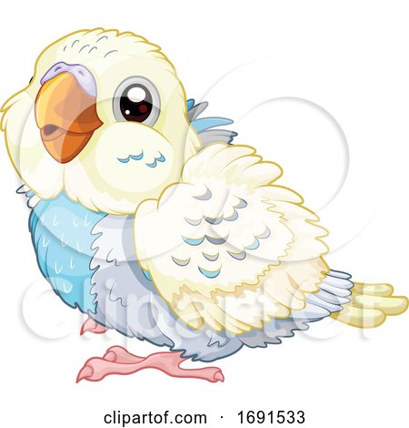 Cute Baby Budgie Parakeet Bird by Pushkin