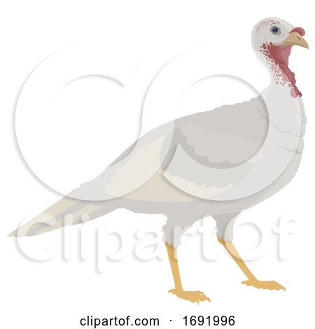 White Turkey by Vector Tradition SM