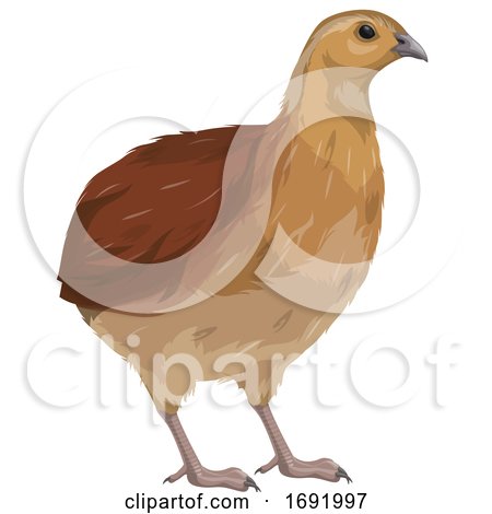 Quail by Vector Tradition SM