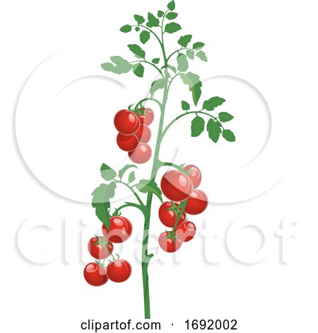 Tomato Plant by Vector Tradition SM