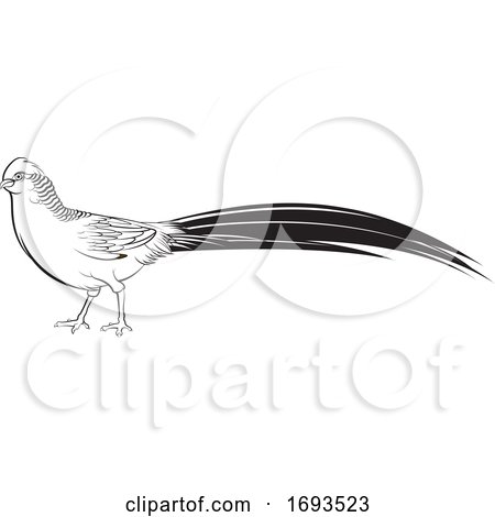 Black and White Golden Pheasant Bird by Lal Perera