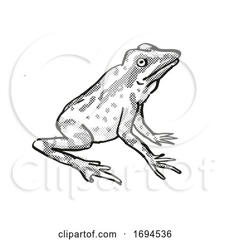 Andersson's Stubfoot Toad Endangered Wildlife Cartoon Drawing by patrimonio