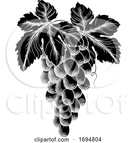Bunch of Grapes on Vine with Leaves by AtStockIllustration