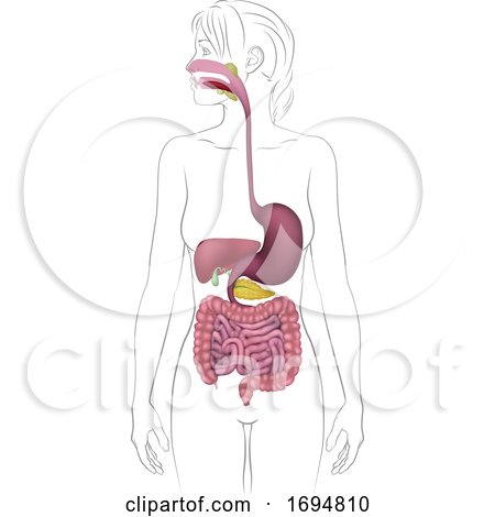 Human Gastrointestinal System Diagram Hand Draw Vintage Engraving Style  Black And White Clipart Isolated On White Background Stock Illustration -  Download Image Now - iStock