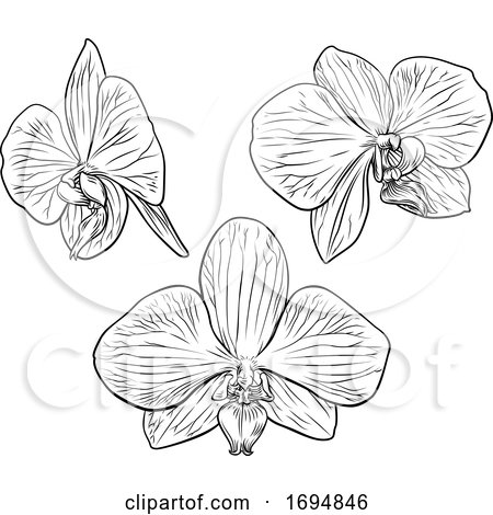 Orchid Flower Woodcut Etching by AtStockIllustration