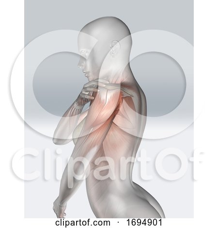 3D Female Figure Holding Shoulder with Muscle Map by KJ Pargeter