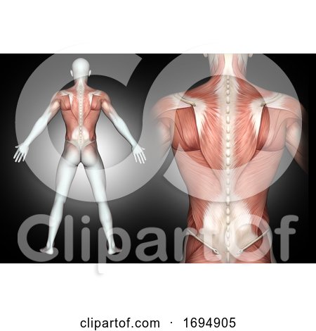 3D Male Medical Figure with Back Muscles Highlighted by KJ Pargeter