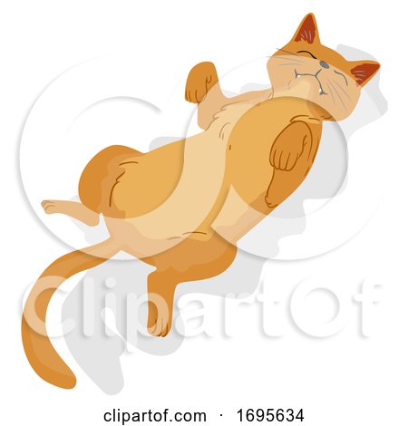 Cat Pet Show Belly Illustration by BNP Design Studio