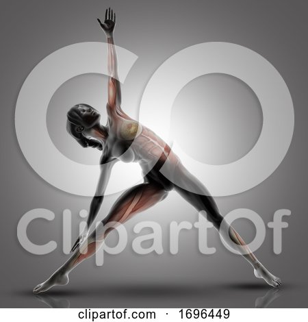 3D Female Figure in Triangle Yoga Pose with Muscles Used Highlighted by KJ Pargeter