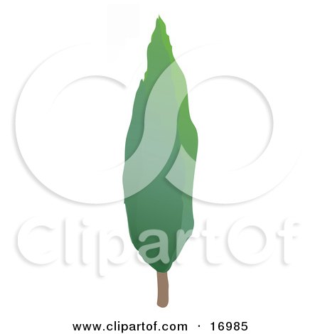 Tall Cypress Tree With Green Spring or Summer Foliage Clipart Illustration by Rasmussen Images