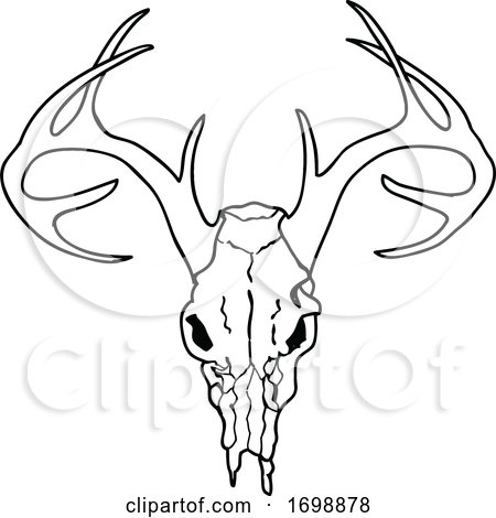 Black and White Deer Skull by LaffToon