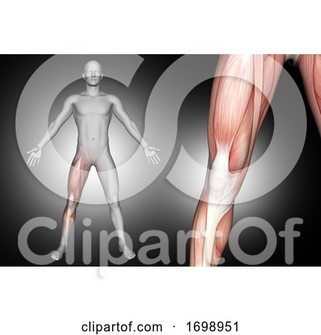 3D Male Medical Figure with Knee Muscles Highlighted by KJ Pargeter