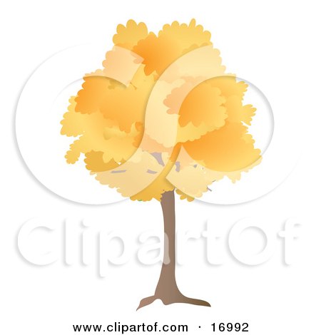 Oak Tree With Orange Autumn Foliage Leaves In The Fall Clipart Illustration by Rasmussen Images