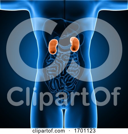3D Male Medical Figure with Kidneys Highlighted by KJ Pargeter