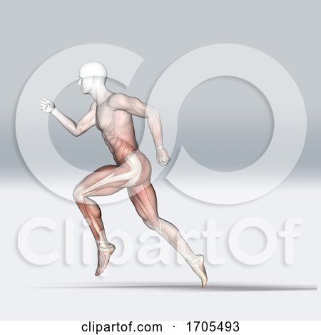 3D Medical Figure in Running Pose with Muscle Map by KJ Pargeter