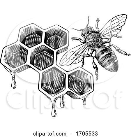 Honey Bumble Bee and Honeycomb Vintage Drawing by AtStockIllustration