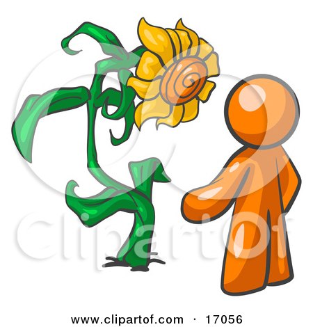 Orange Man Proudly Standing In Front Of His Giant Sunflower In His Garden Clipart Illustration by Leo Blanchette