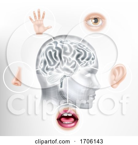 Five Senses Human Brain Head Face AI Concept by AtStockIllustration