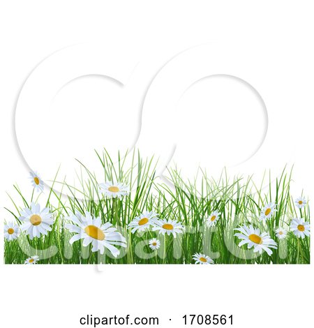 Grass and Daisy Background on White by dero