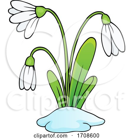 Spring Snowdrop Flowers by visekart