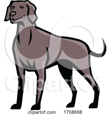 Weimaraner Dog Standing by patrimonio