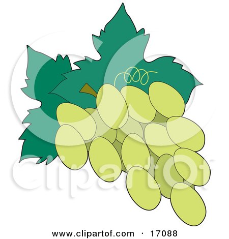 Bunch Of Freshly Picked Green Or White Grapes With Leaves Attached To The Stem Clipart Illustration by Maria Bell