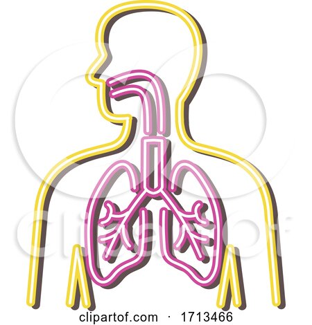 respiratory system by patrimonio