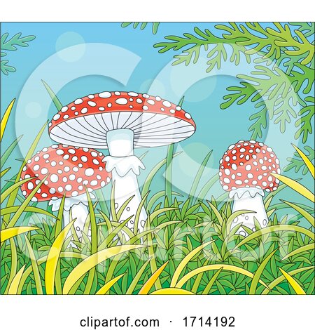 Mushrooms in Grass by Alex Bannykh
