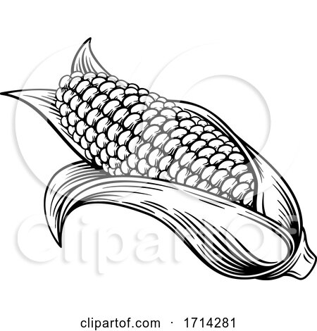 Sweet Corn Ear Maize Woodcut Etching Illustration by AtStockIllustration