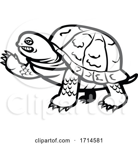 Eastern Box Turtle Waving Black and White by patrimonio