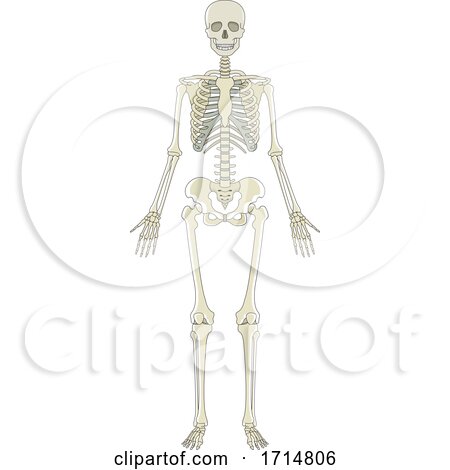 Human Skeleton by Lal Perera