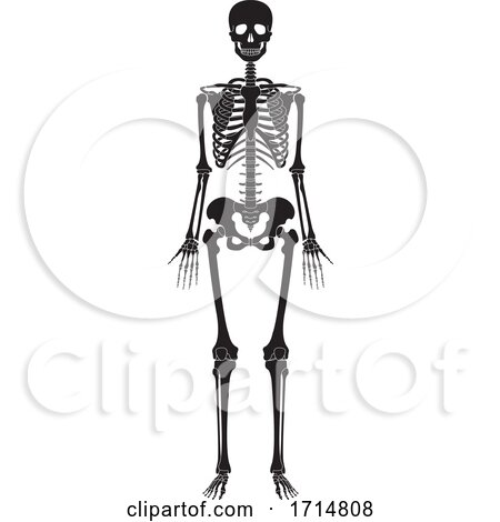 Human Skeleton Silhouette by Lal Perera