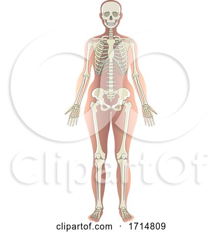 Female Human Skeleton by Lal Perera