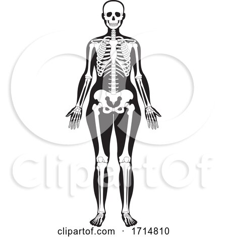 Female Human Skeleton in Black and White by Lal Perera