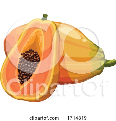 Papaya by Vector Tradition SM