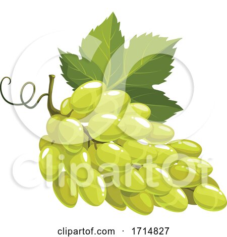 Green Grapes by Vector Tradition SM