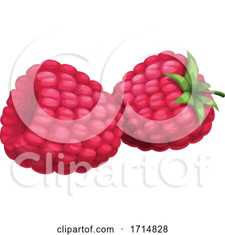 Raspberries by Vector Tradition SM