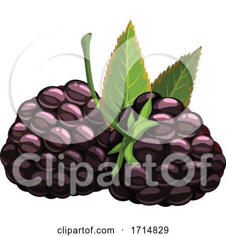Blackberries by Vector Tradition SM