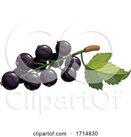 Black Currant by Vector Tradition SM