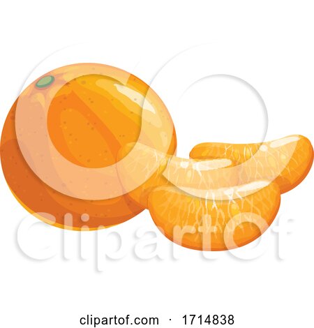 Navel Orange by Vector Tradition SM