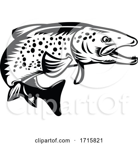Speckled Trout Fish by patrimonio
