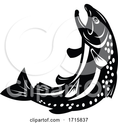 Speckled Trout Fish by patrimonio