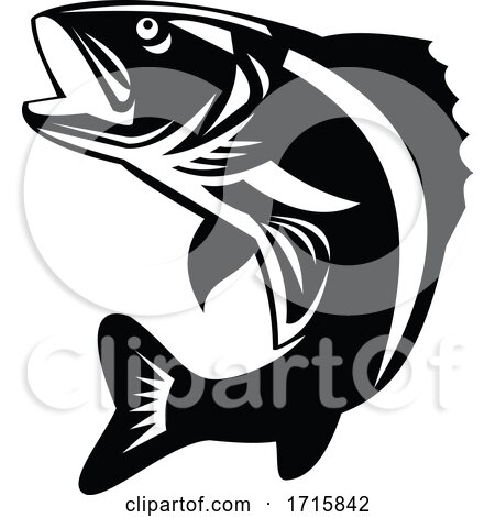 Walleye Fish by patrimonio