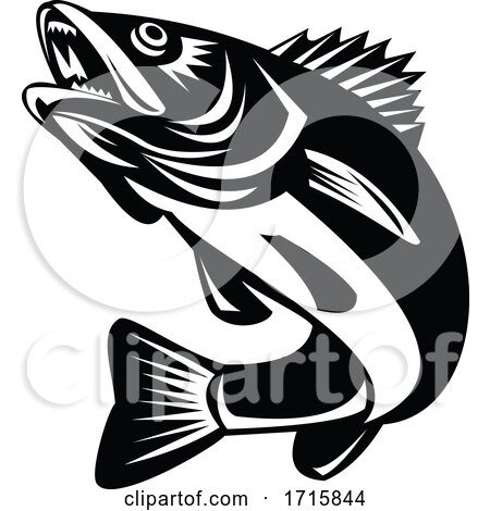 Walleye Fish by patrimonio