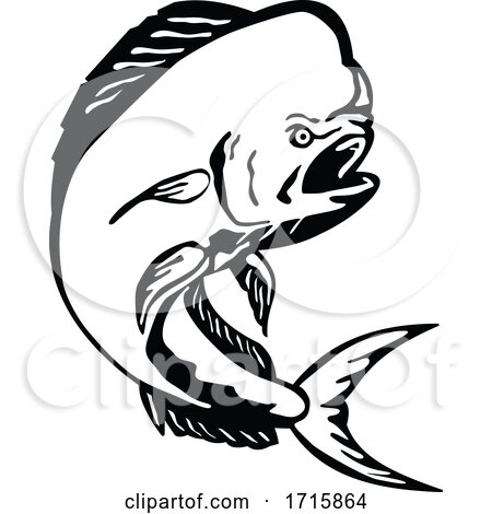 Angry Mahi mahi Dorado Dolphinfish Jumping Etching Black and White by patrimonio