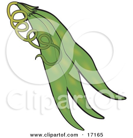 Cluster of Three Bean Pods With Peas Inside Clipart Illustration by Maria Bell
