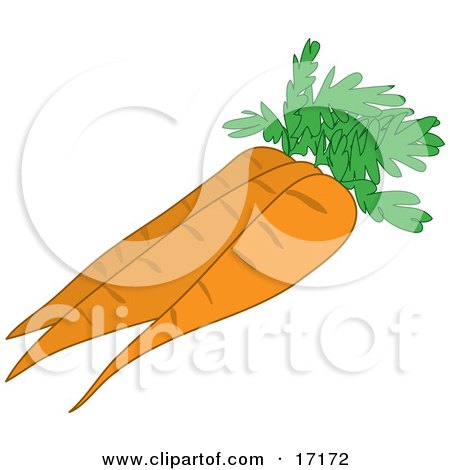 Three Perfect Orange Carrots With Leaves Clipart Illustration by Maria Bell