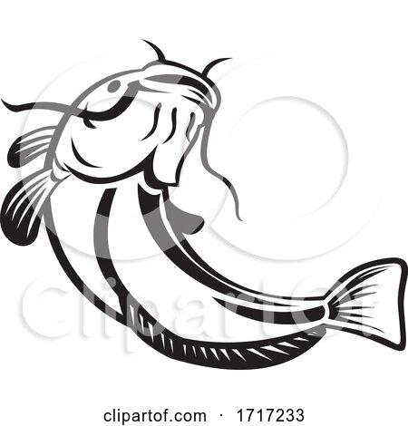 European Catfish or Wels Catfish Going up Black and White by patrimonio