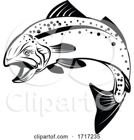 Speckled Trout Spotted Seatrout or Cynoscion Nebulosus Jumping up Retro Black and White by patrimonio