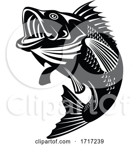 Florida Largemouth Bass Swimming up Black and White Retro by patrimonio
